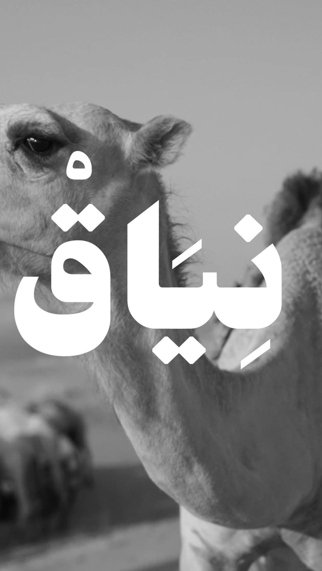 قصص ومشاهد — 19